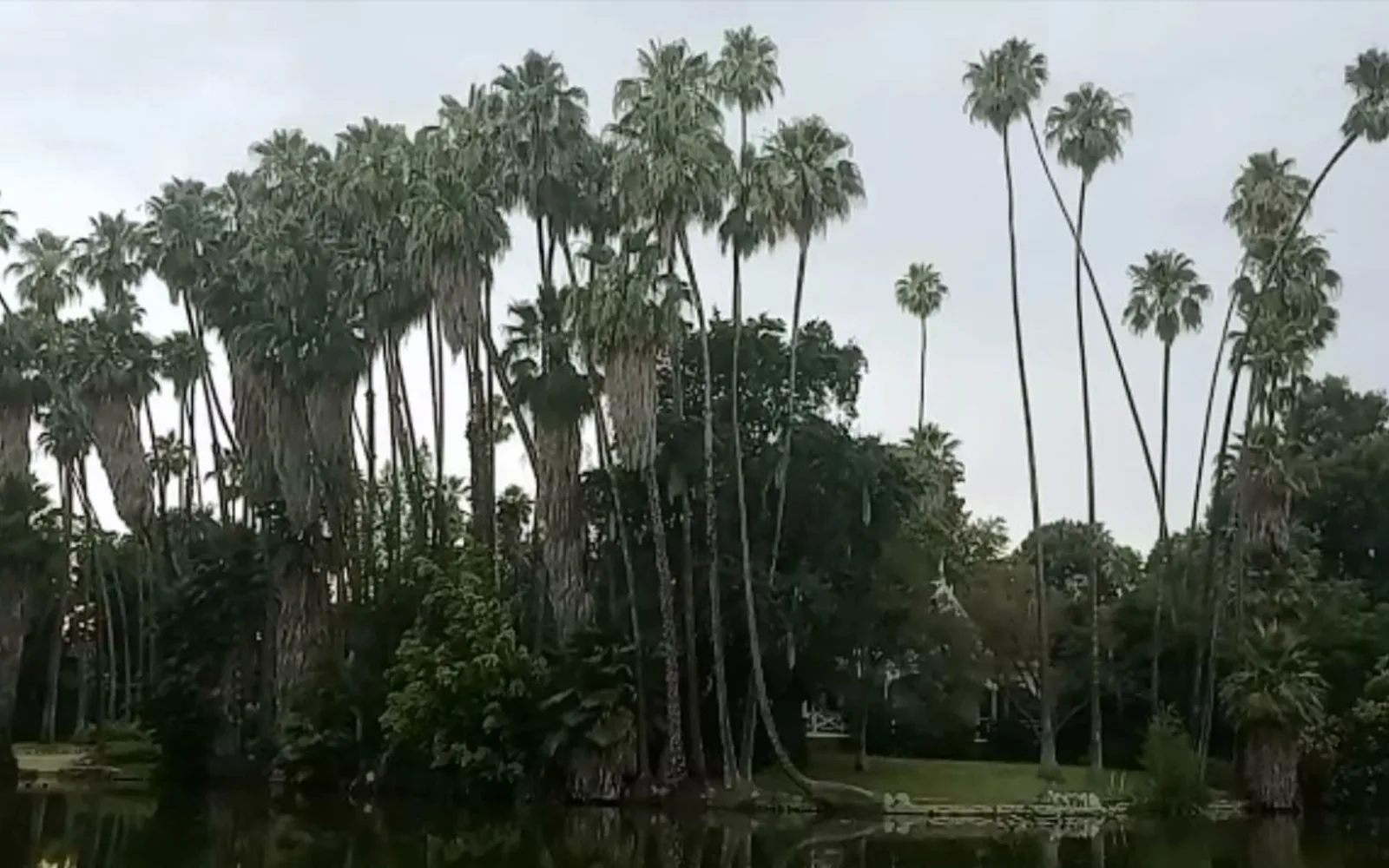 Mexican fan palm trees at Baldwin Lake in the Los Angeles County Arboretum and Botanic Garden in Arcadia